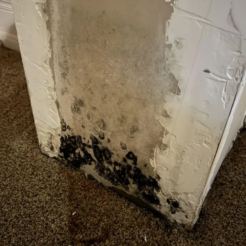 Professional Mold Removal in Arapaho, OK